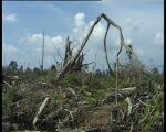Abholzung in Indonesien